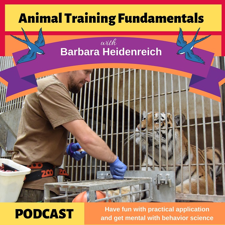 Tiger Training Gone Viral Animal Training Fundamentals
